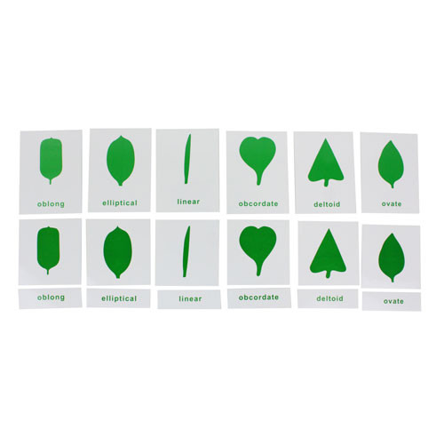Leaf Shapes Nomenclature Cards