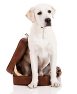 Pet Travel dog