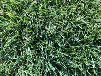 grade a scottish turf lawn grass