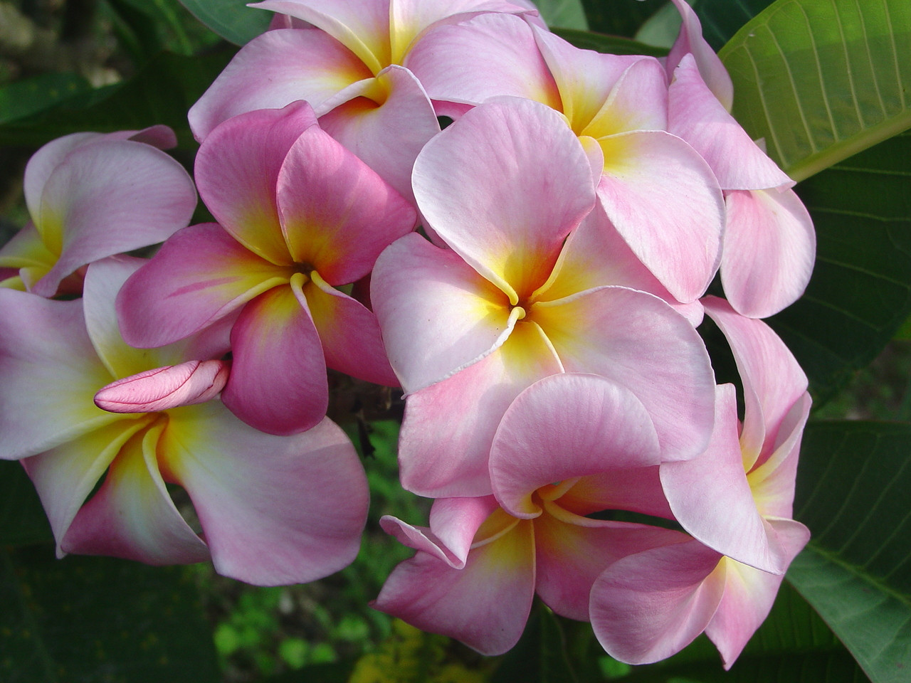 Maui Beauty Plumeria - Plumeria by Florida Colors Nursery