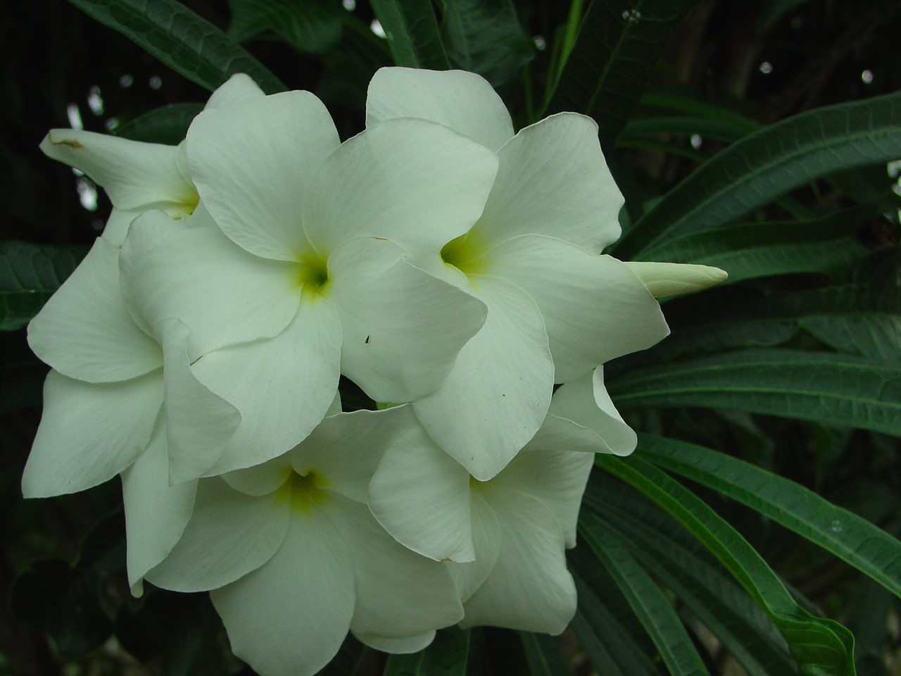 P Pudica Aka Bridal Bouquet Plumeria Plumeria By Florida Colors Nursery