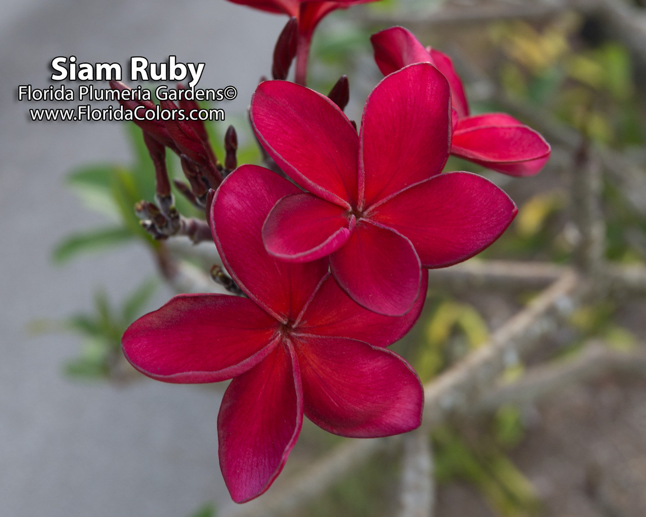 Siam Robi Siam Ruby Plumeria - Plumeria by Florida Colors Nursery