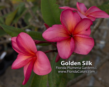 Golden Silk Plumeria Golden Silk Plumeria
