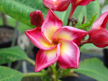 Thai Rimfire aka 4304 Plumeria Thai Rimfire aka 4304 Plumeria