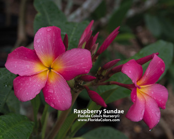 Raspberry Sundae Plumeria Raspberry Sundae Plumeria