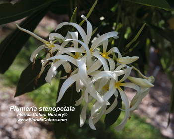 P. Stenopetala Plumeria P. Stenopetala Plumeria