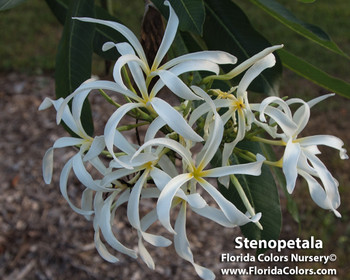 P. Stenopetala Plumeria P. Stenopetala Plumeria