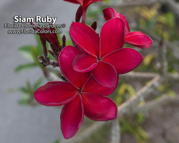 Siam Ruby Plumeria Siam Ruby Plumeria