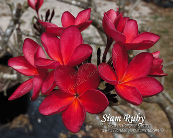 Siam Ruby Plumeria Siam Ruby Plumeria