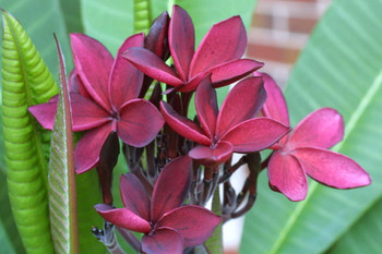 Hilo Beauty Plumeria Hilo Beauty Plumeria