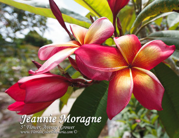 Jeannie Moragne Plumeria Jeannie Moragne Plumeria