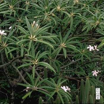 P. alba Plumeria P. alba Plumeria
