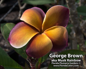 Musk Rainbow aka George Brown Plumeria Musk Rainbow aka George Brown Plumeria