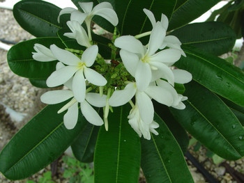 P. tuberculata Plumeria P. tuberculata Plumeria