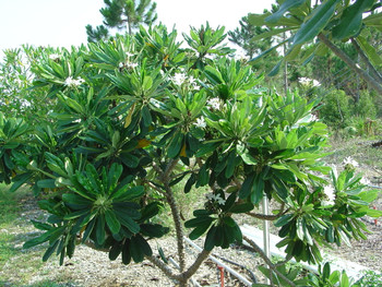 P. tuberculata Plumeria P. tuberculata Plumeria