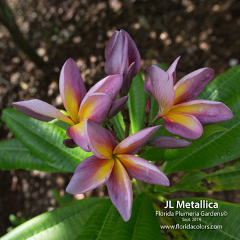 JL Metallica Plumeria JL Metallica Plumeria