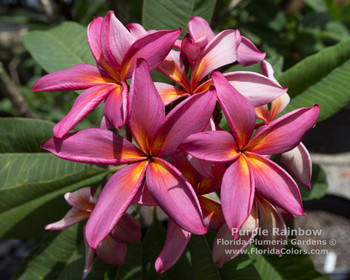 Purple Rainbow Plumeria Purple Rainbow Plumeria