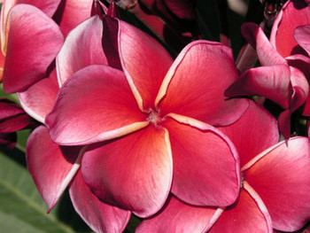 Gina aka Jeena Plumeria Gina aka Jeena Plumeria