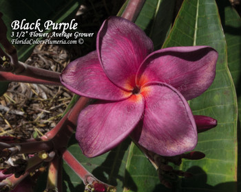 Black Purple Plumeria Black Purple Plumeria