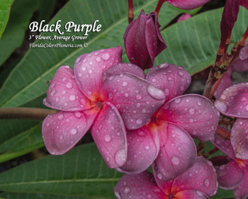 Black Purple Plumeria Black Purple Plumeria
