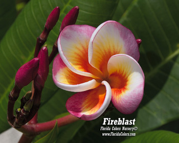 Fireblast Plumeria Fireblast Plumeria