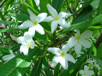 P. Cubense Plumeria P. Cubense Plumeria