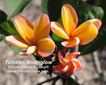 Tahitian Moonglow aka University of Hawaii Orange Plumeria Tahitian Moonglow aka University of Hawaii Orange Plumeria