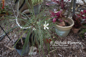 P. filifolia P. filifolia