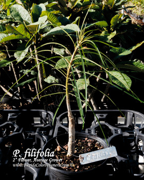 P. filifolia P. filifolia
