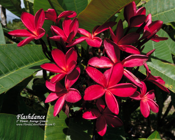 Flashdance Plumeria Flashdance Plumeria