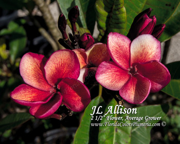 JL Allison Plumeria JL Allison Plumeria