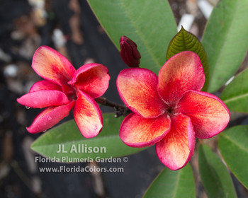 JL Allison Plumeria JL Allison Plumeria