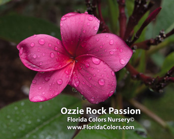 Ozzie Rock Passion Plumeria Ozzie Rock Passion Plumeria