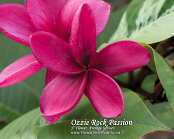 Ozzie Rock Passion Plumeria Ozzie Rock Passion Plumeria