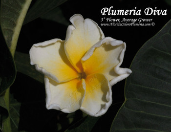 Plumeria Diva by Florida Colors Nursery Plumeria Diva by Florida Colors Nursery
