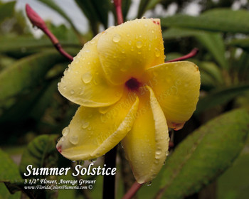 Summer Solstice Plumeria Summer Solstice Plumeria