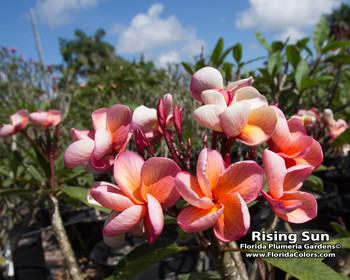 Rising Sun Plumeria Rising Sun Plumeria