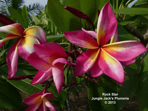 Rock Star JJ Plumeria Rock Star JJ Plumeria