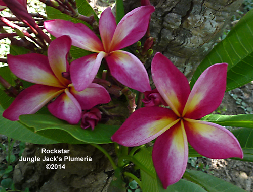 Rock Star JJ Plumeria Rock Star JJ Plumeria