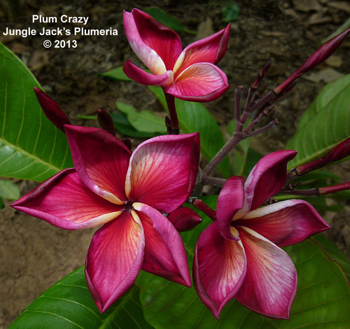 Plum Crazy JJ Plumeria Plum Crazy JJ Plumeria