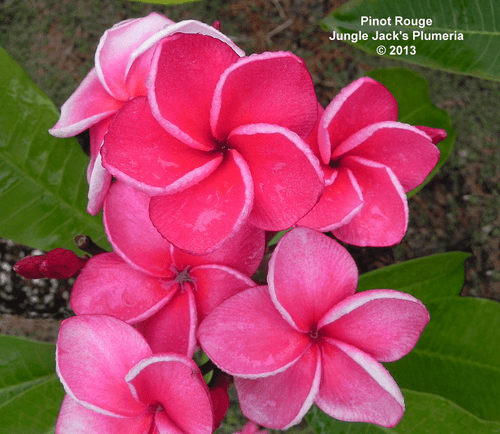 Pinot Rouge JJ Plumeria Pinot Rouge JJ Plumeria