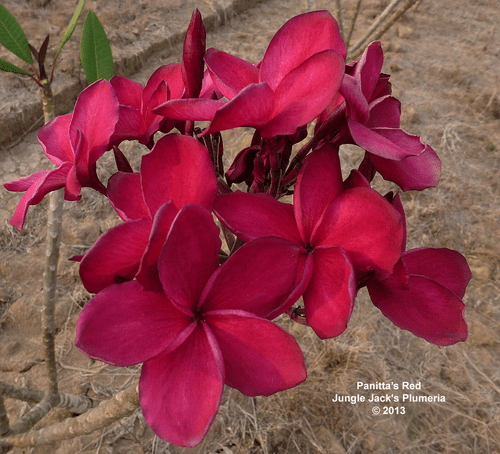 Panitta's Red JJ Plumeria Panitta's Red JJ Plumeria