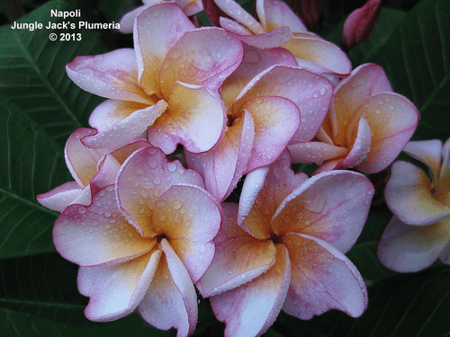 Napoli JJ Plumeria Napoli JJ Plumeria