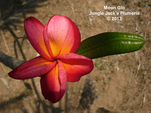 MoonGlo JJ Plumeria MoonGlo JJ Plumeria