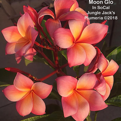 MoonGlo JJ Plumeria MoonGlo JJ Plumeria