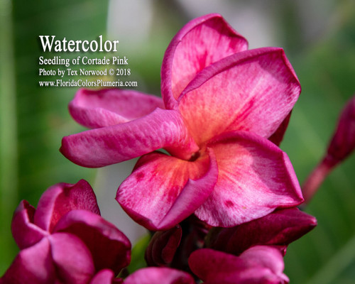 Watercolor Plumeria Watercolor Plumeria