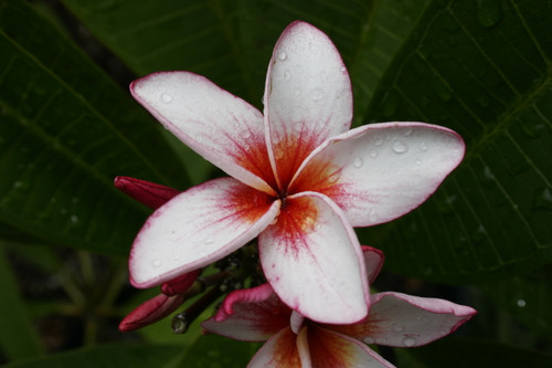 Gee Petch Plumeria Gee Petch Plumeria