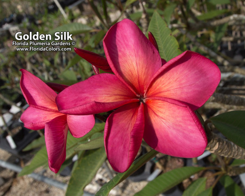 Golden Silk Plumeria Golden Silk Plumeria