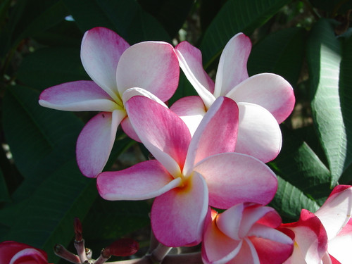 Jean Philippe Plumeria Jean Philippe Plumeria