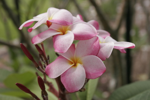 Jean Philippe Plumeria Jean Philippe Plumeria